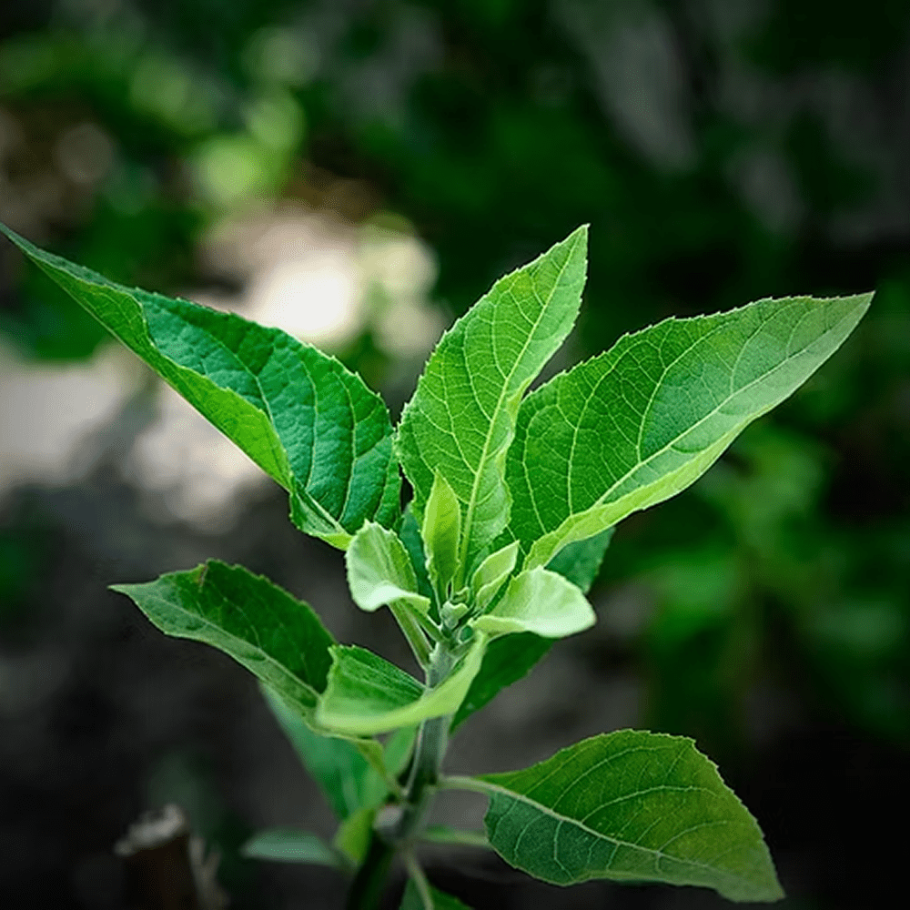 Frozen Bitter Leaves