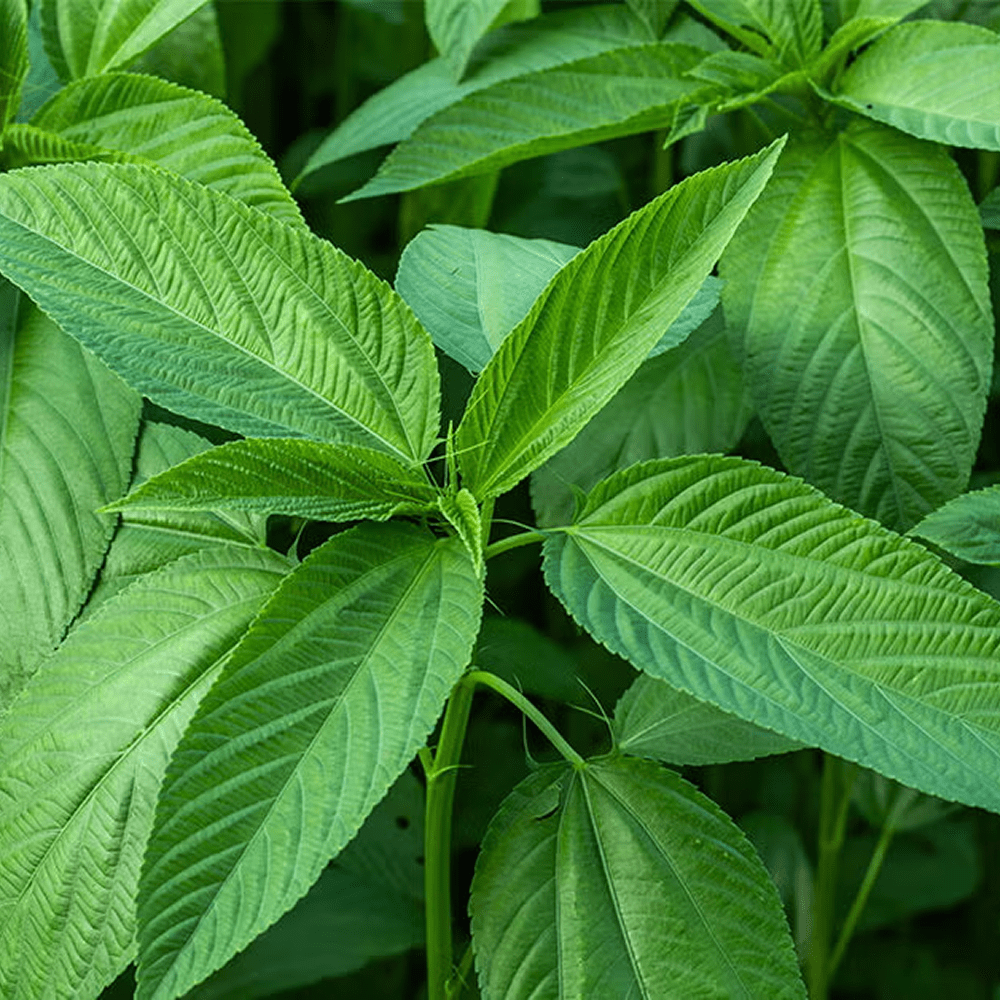 Frozen Jute leaves