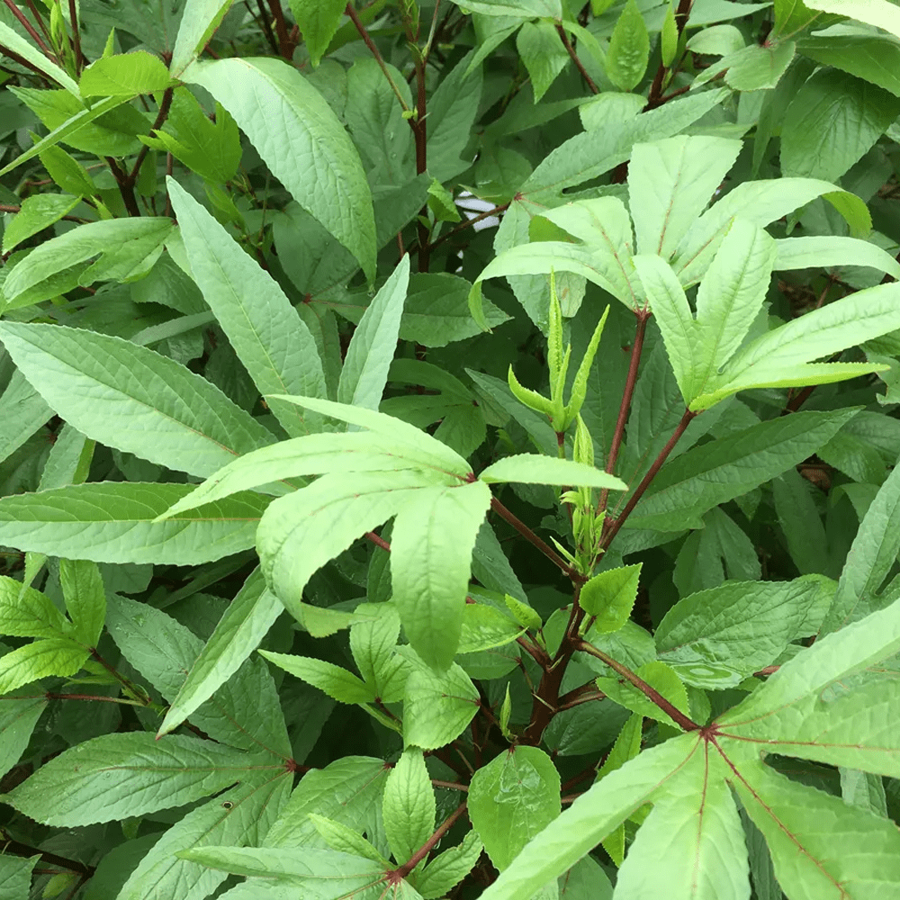 Frozen Sorrel Leaves (Sawa Sawa)