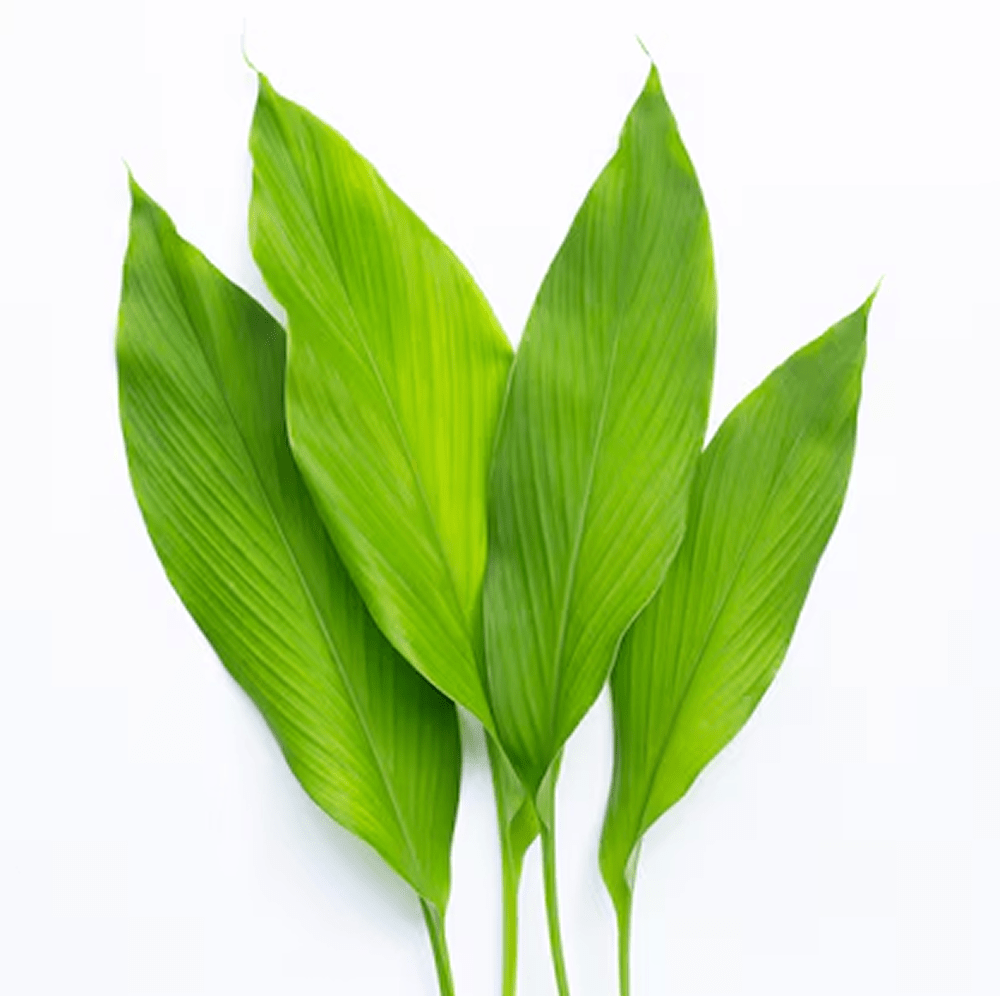 Frozen Turmeric Leaves